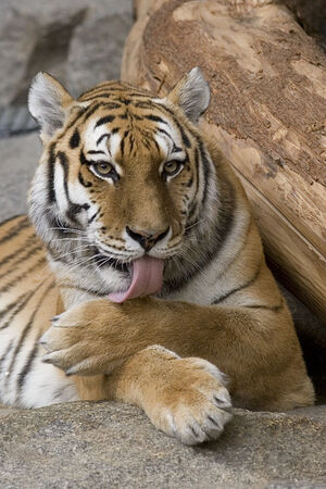 Panthera tigris