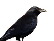 Crow-1351145952oqA