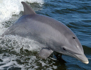 998px-Bottlenose Dolphin KSC04pd0178 (cropped)