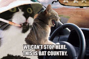 Fear and loathing cats