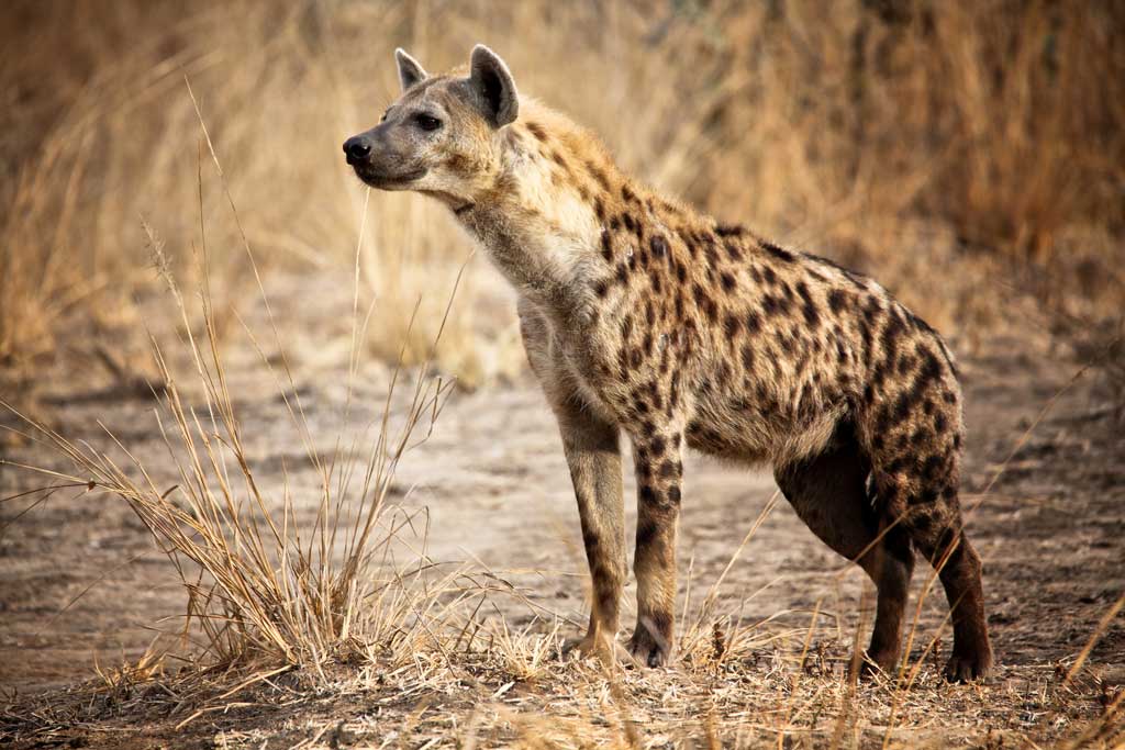 Spotted Hyena | Discovery Kids Animals Wiki | Fandom Spotted Hyena | Discovery Kids Animals Wiki | Fandom