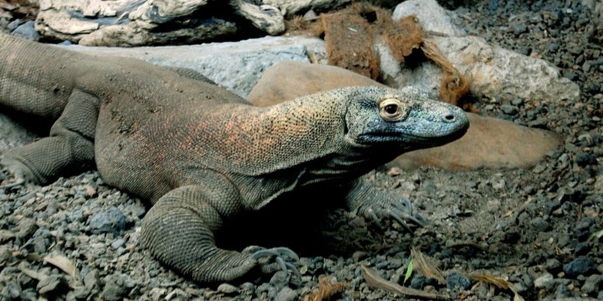 Komodo Dragon | Discovery Kids Animals Wiki | Fandom