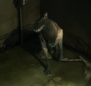 Regal, one of the wolfhounds in the Kennels.