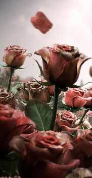 布莱格摩尔女巫的玫瑰