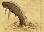 An illustration of a whale.