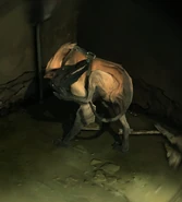 A wolfhound scratching himself.