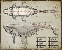 Whale sections