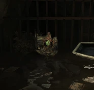 狗圈酒吧下面下水道中的河贝