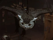 Close-up of one of the owls in the main hall.