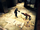Whelping and Training Hounds
