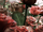 Petals and Thorns
