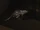 05 white rat2.png