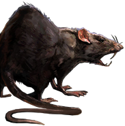 Rat concept