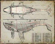 Whale sections.jpg (615 KB) Whale section drawing.