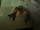 Sleeping Hound.png