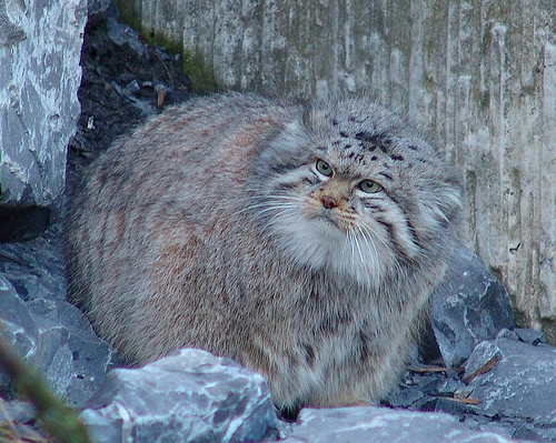 Pallas cat guide: where do they live, what do they eat and how big