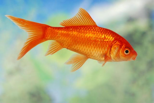 Domestic Goldfish | Disney Animals Wiki 