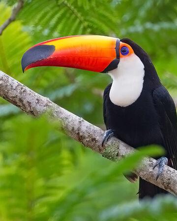 Toco Toucan Disney Animals Wiki Fandom