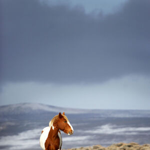 disney mustang