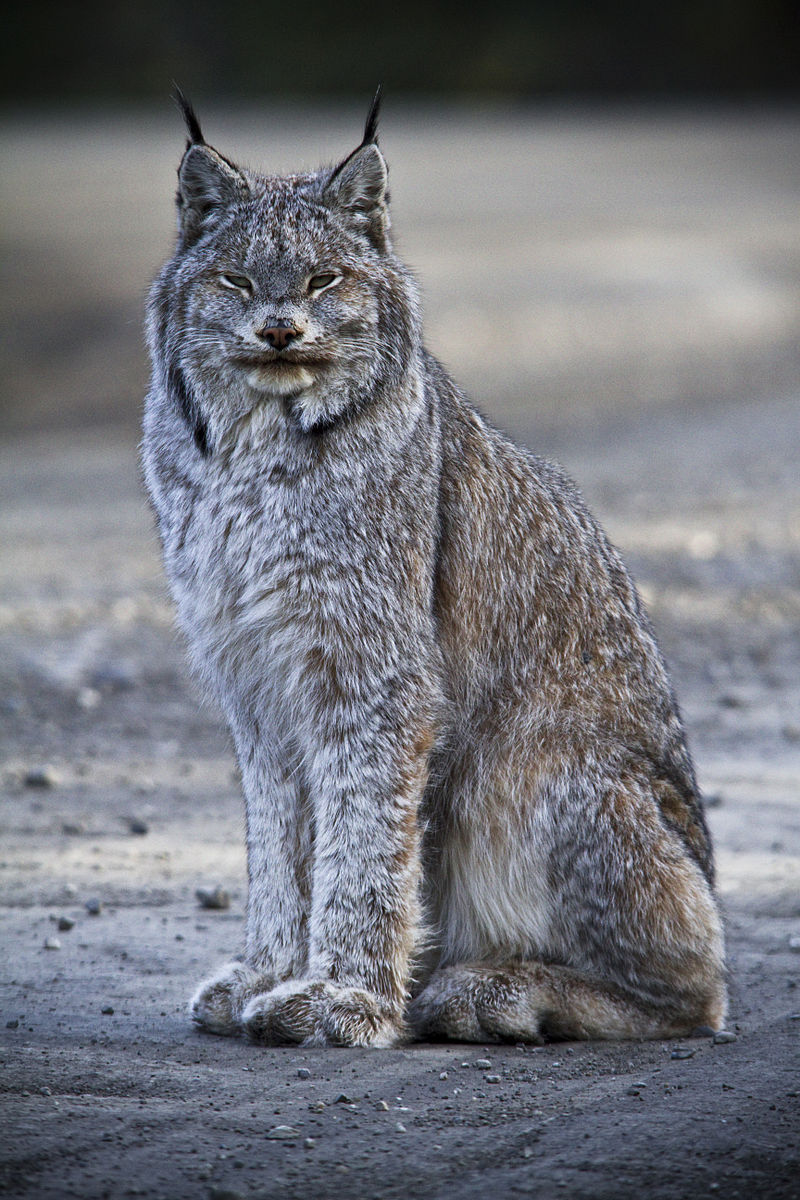 Canadian Lynx Disney Animals Wiki Fandom