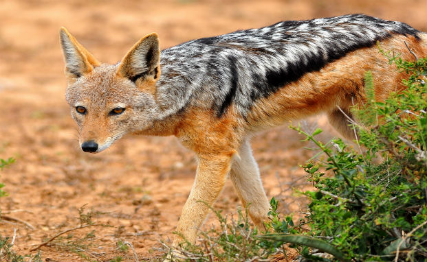 Black-Backed Jackal | Disney Animals Wiki | Fandom