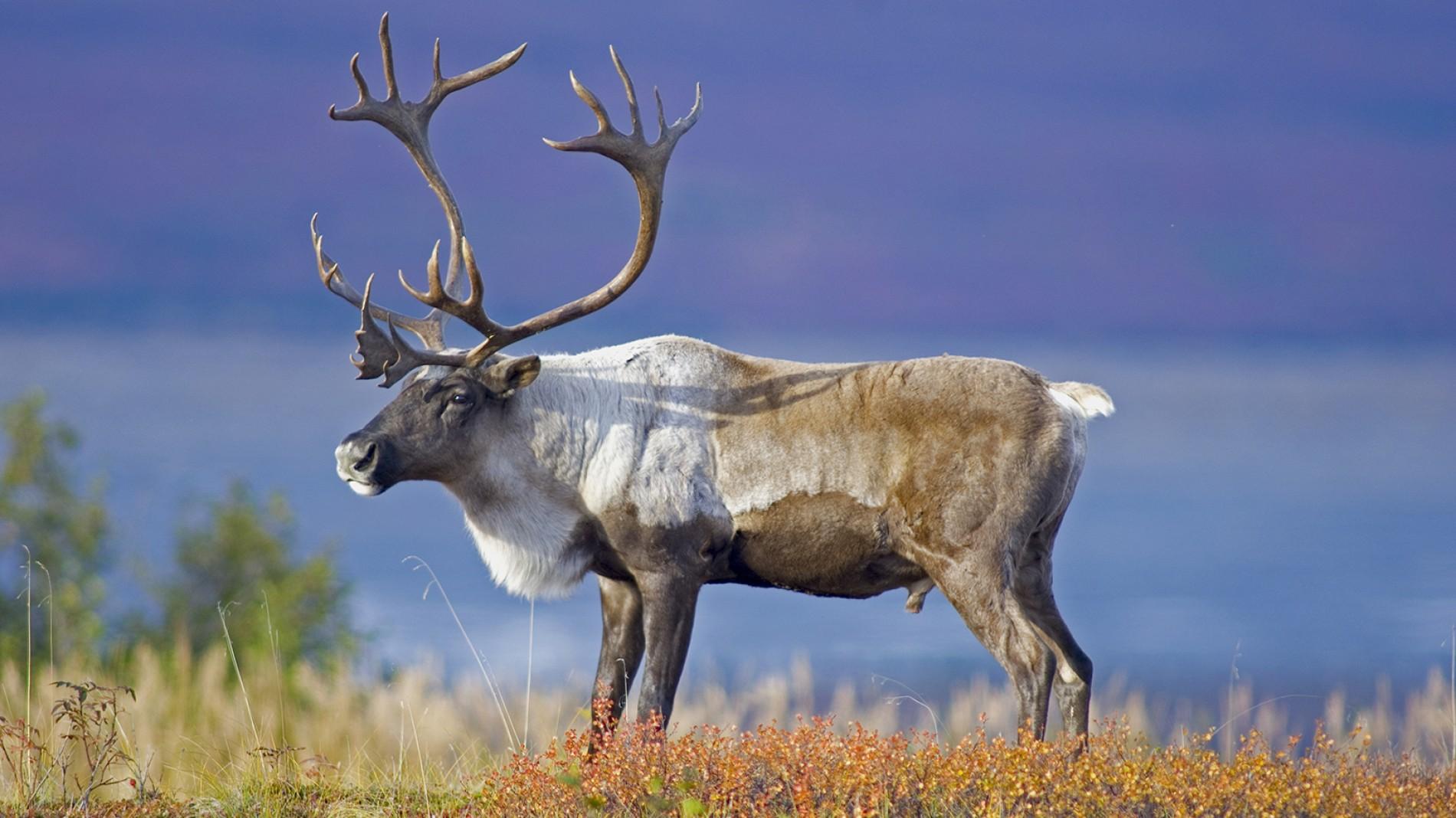 do reindeers have tails