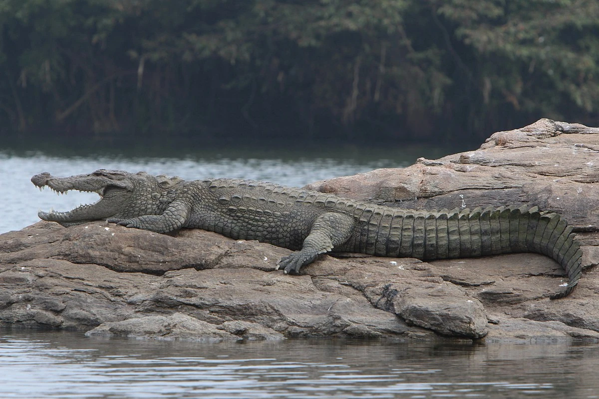 Mugger Crocodile Disney Animals Wiki Fandom