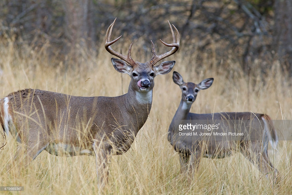 male and female deer