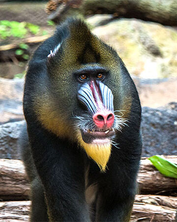 Mandrill Disney Animals Wiki Fandom