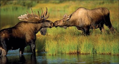female moose