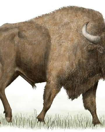 Steppe Bison Disney Animals Wiki Fandom Bison priscus, the steppe bison, had a holarctic distribution during the late pleistocene and is the bison bonasus. steppe bison disney animals wiki fandom