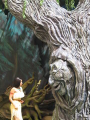 Grandmother Willow in 