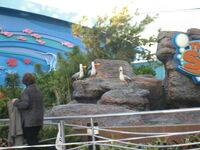 The Seagulls at the Entance to The Seas With Nemo and Friends in Epcot