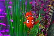 Nemo in the tank