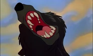 The Bear roaring in pain with Tod biting his fur