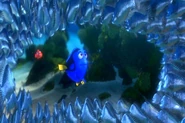 Dory asks the moonfish if they know Sydney