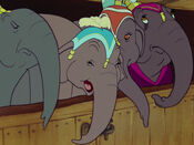 Prissy and the other elephants denying being either the one expected to have a baby