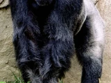 Kubwa