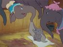 Playing with Dumbo's ears