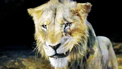 Adolescent Shetani banished for his own tragedy.