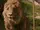 Aslan