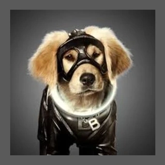 B-Dawg | Disney Insight Wiki | Fandom