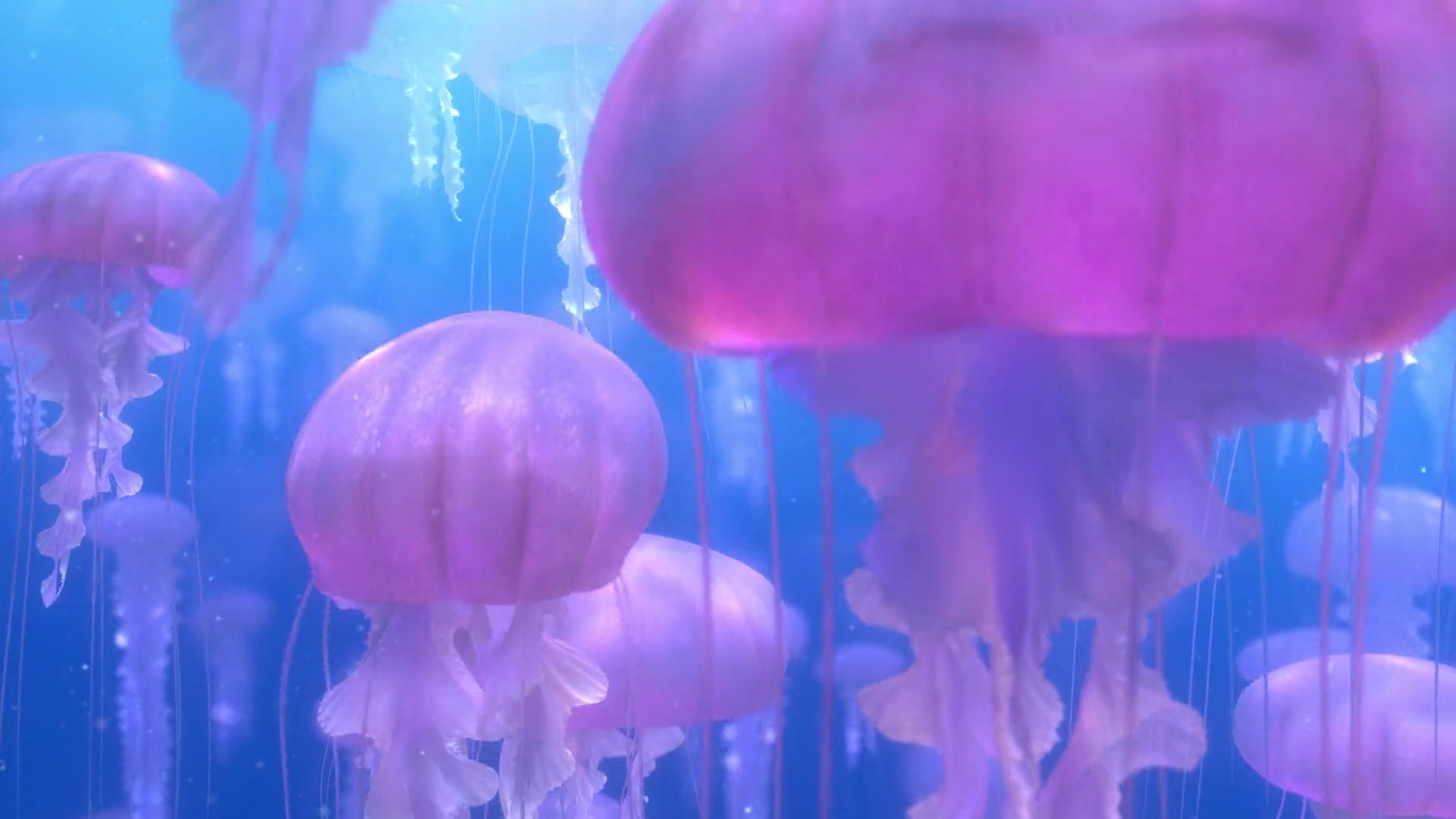 finding nemo jellyfish scene
