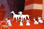 Spotless Dalmatian dogs