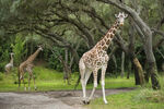 Reticulated giraffes