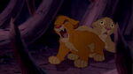 Simba roars at Hyenas