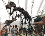 Cast replica skeleton of Stan the T. rex in Dinosaur Jubilee at Disney's Animal Kingdom in 1998
