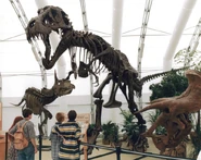 Tyrannosaurus Stan with 2 Ceratopsids