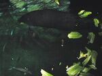 Manatees