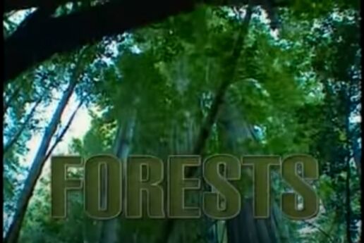Forests bill nye